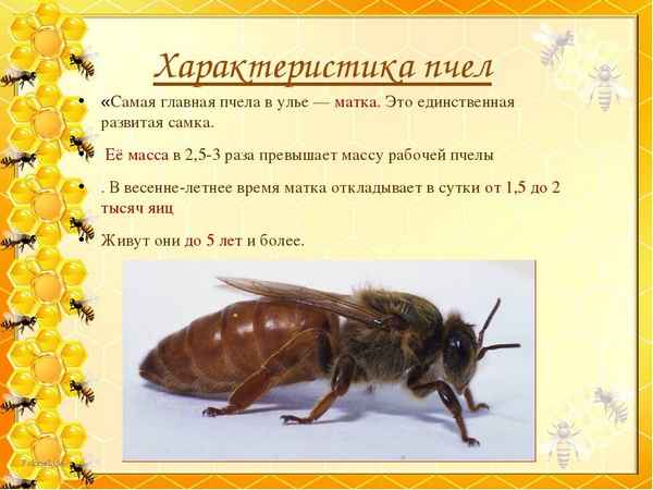 Особенности и описание пчелиной матки