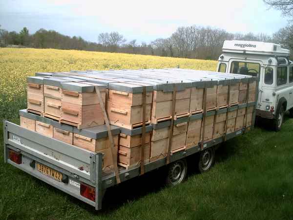 Как перевозить пчёл?