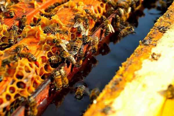 Что делают пчёлы осенью?