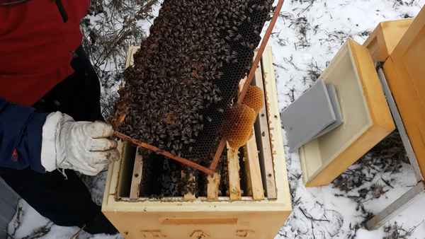 Особенности подготовки пасеки осенью перед зимовкой