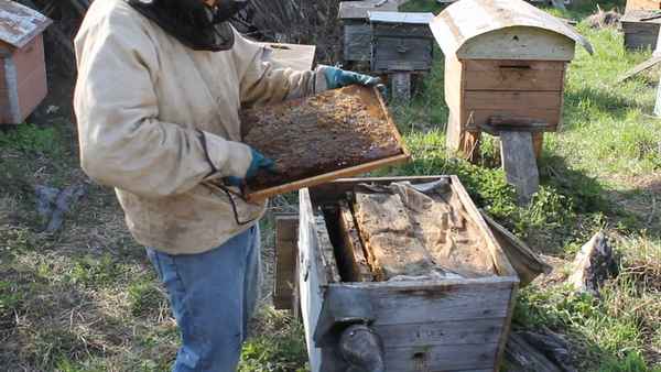 Особенности весенних работ на пасеке