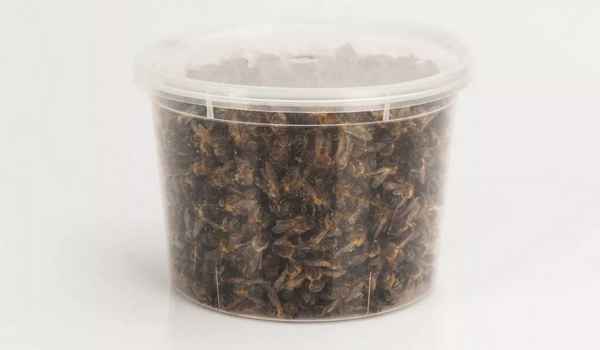 Особенности хранения пчелиного подмора