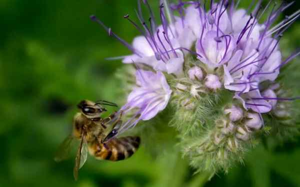 Лучшие растения-медоносы для пчёл