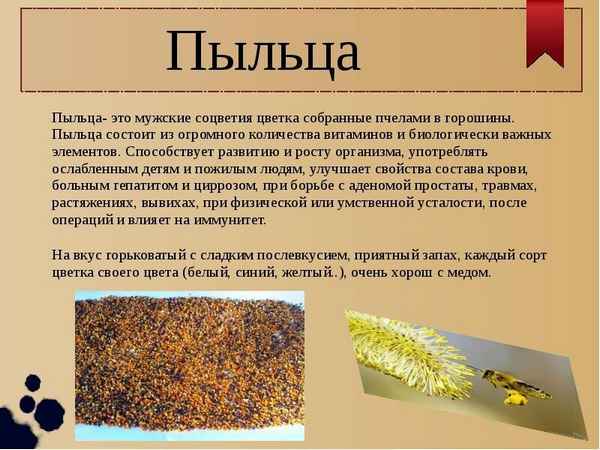 Полезные свойства пчелиной пыльцы и противопоказания к её использованию