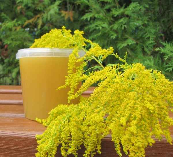 Особенности мёда из золотарника