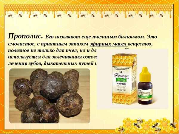 Можно ли и как правильно есть прополис в чистом виде?