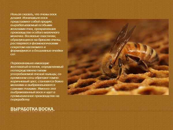 Как пчёлы делают воск?