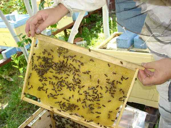 Советы для начинающих пчеловодов: как разводить пчёл
