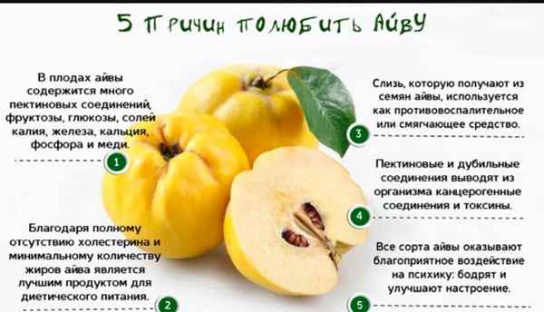 Японская айва — польза и вред для здоровья