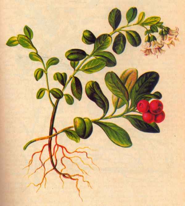 Как выглядит растение брусника — садовая, дикорастущая, ботаническое описание