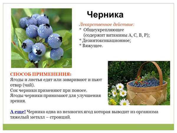 Описание и применение черники