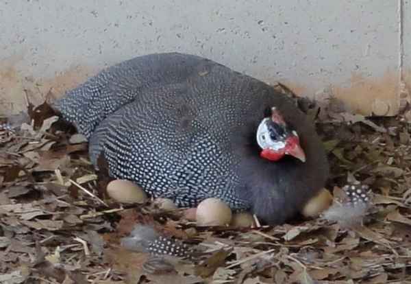 Когда несутся цесарки