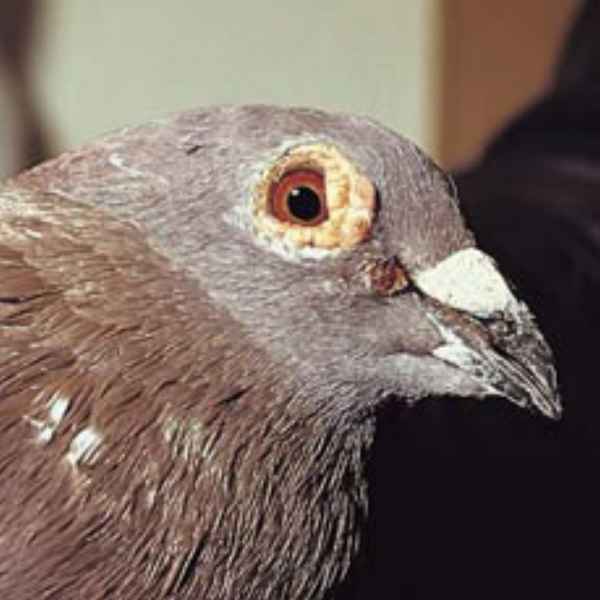 Оспа гoлyбей: лечение и профилактика