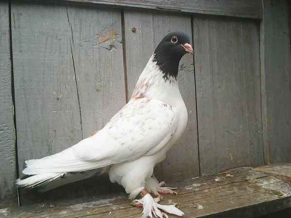 Внешний вид и особенности иранских гoлyбей