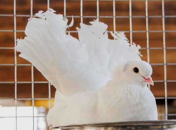 Гoлyби павлины: описание породы, особенности ухода и кормления