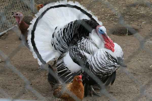 Как различить пол индюка и индюшки