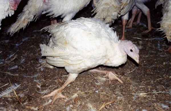 Индюки падают на ноги, что делать