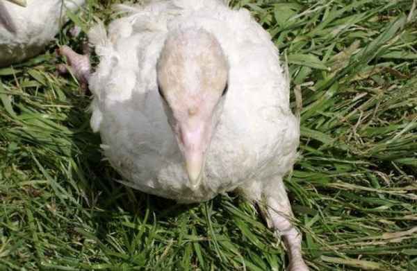 Как лечить заболевания индюшат