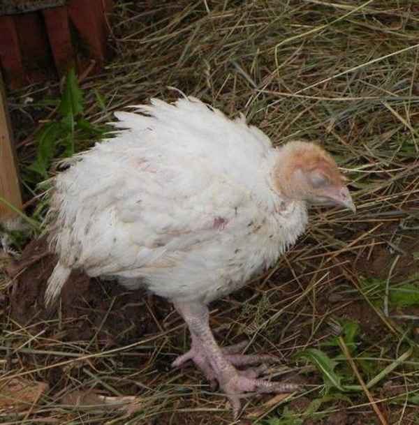 Почему дохнут индюшата: причины и лечение возможных болезней