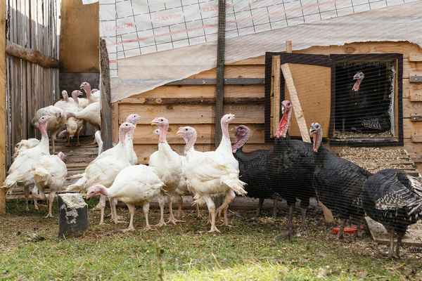 Постройка индюшатника