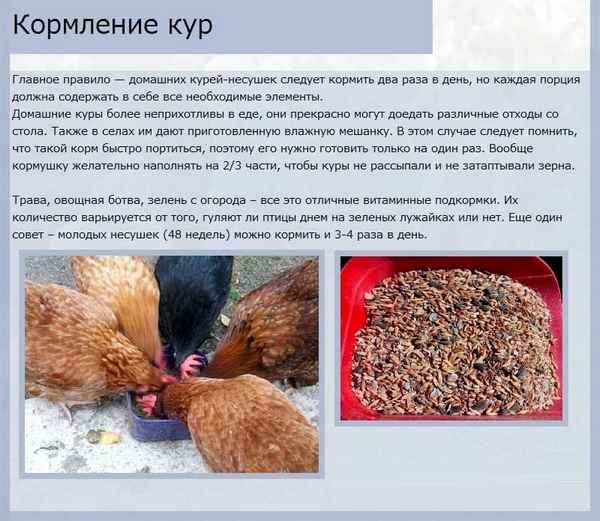 Чем кормить кур