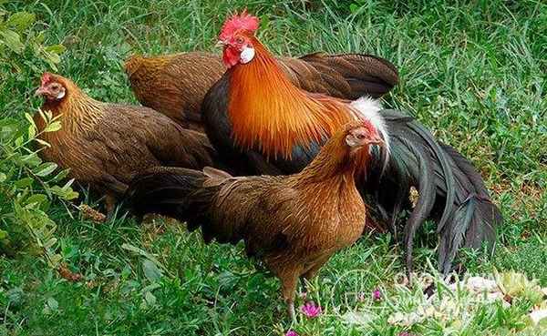 Описание и хаpaктеристика породы кур феникс