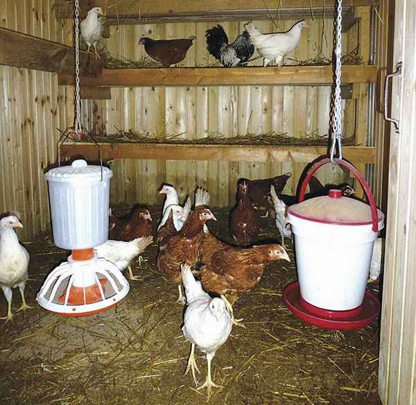 Что делать, чтобы куры неслись зимой?