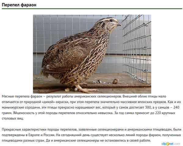Описание и хаpaктеристика продуктивности перепелов породы фараон