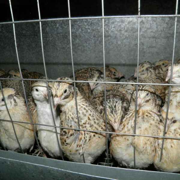 Почему перестали нестись перепела