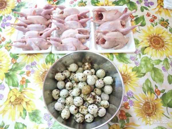 Мясо перепелок: польза и вред