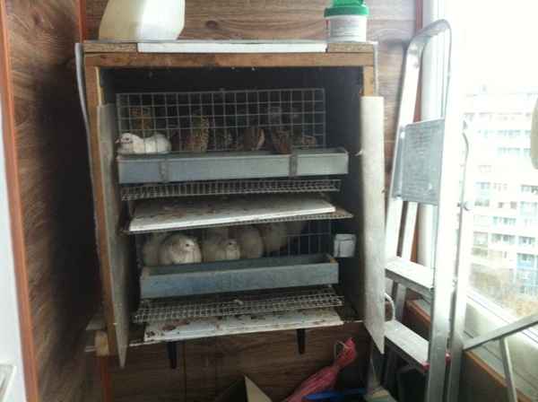 Как содержать перепелов в квартире без запаха?