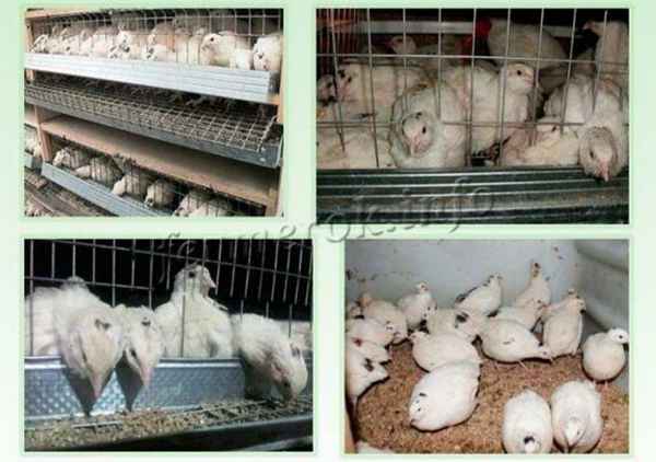 Перепела техасцы: описание, особенности содержания, кормления и ухода