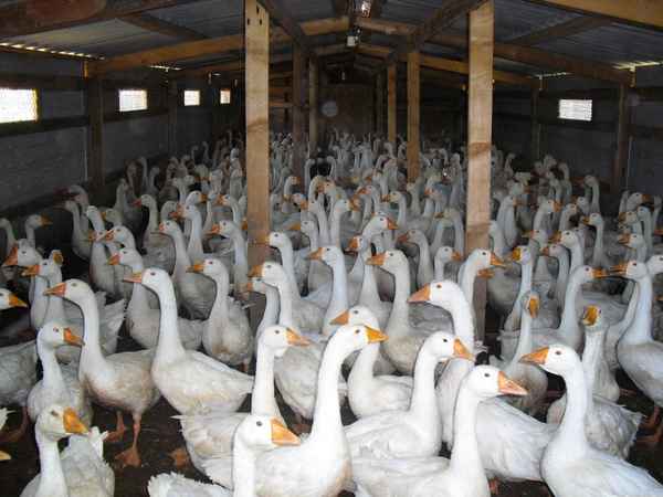 Содержание гусей