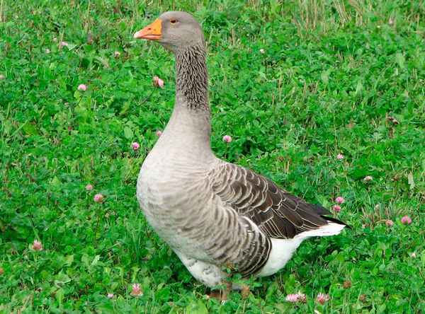 Крупная серая порода гусей