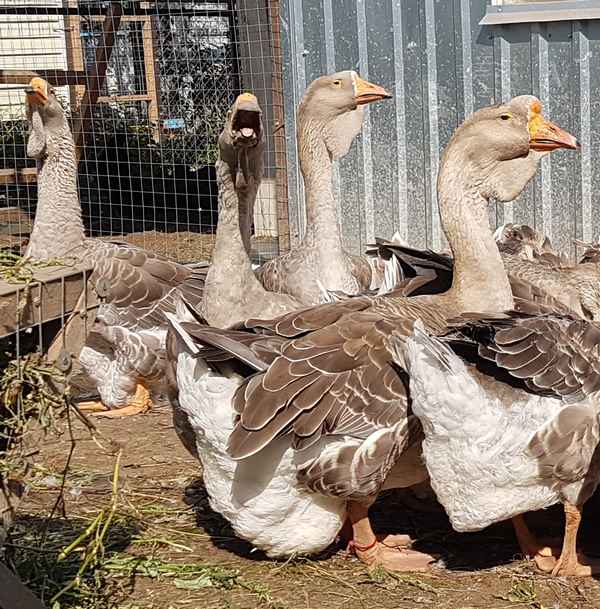 Холмогорские гуси: описание породы, особенности разведения и ухода