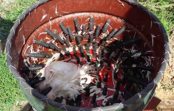 Как изготовить щипалку для гусей в домашних условиях?