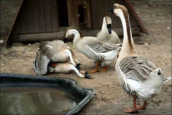 Сколько живут гуси в домашних и диких условиях