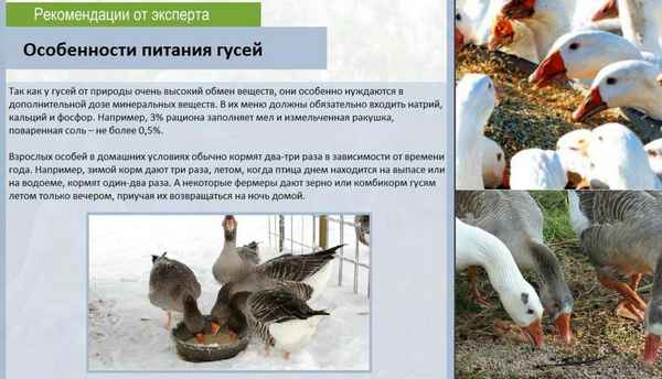 Гуси зимой: особенности содержания, ухода и кормления