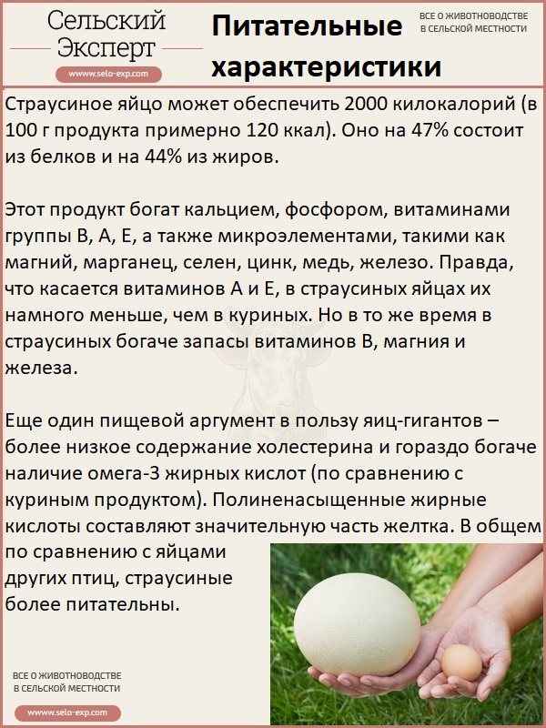 Страусиное яйцо: польза и вред, вкусовые качества, советы по приготовлению