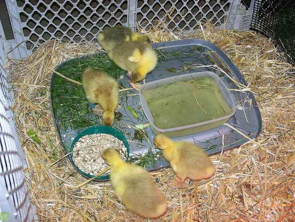 Чем кормить и как ухаживать за маленькими утятами в домашних условиях
