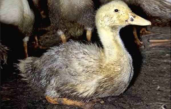 Что делать если утята и утки падают на ноги