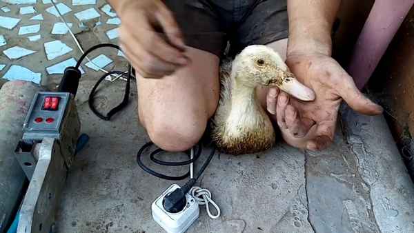 Утки выщипывают перья друг у друга