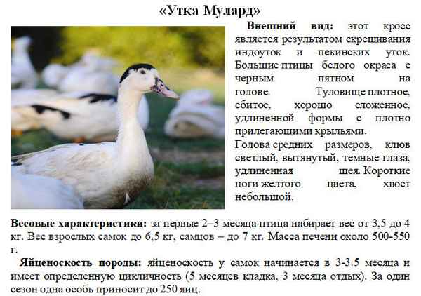 Утки муларды: описание породы, особенности разведения в домашних условиях