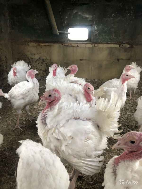 Индюки хайбрид конвертер: описание породы и особенности ухода