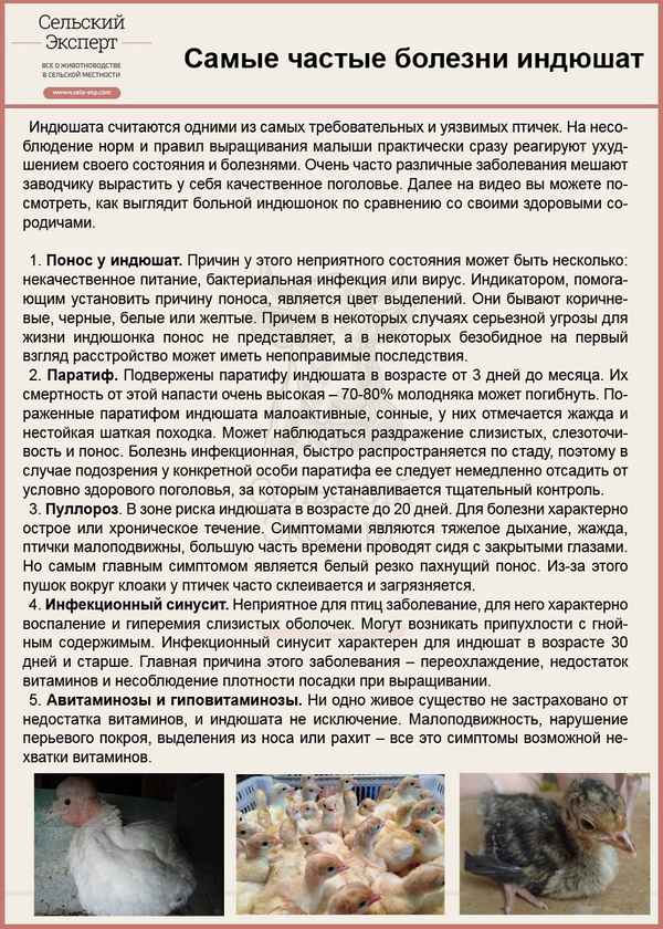 Понос у индюков: симптомы, основные причины, лечение и профилактика