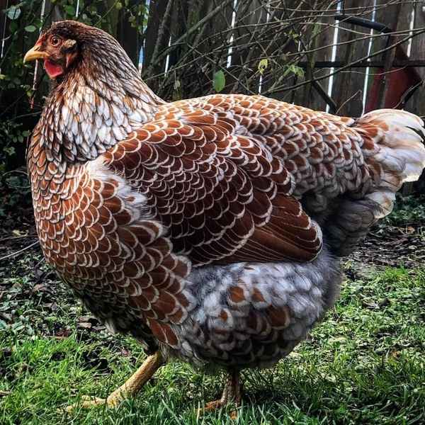 Мясные породы кур