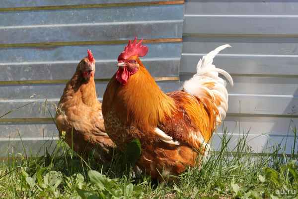 Мини-мясные куры: описание породы, особенности разведения и содержания