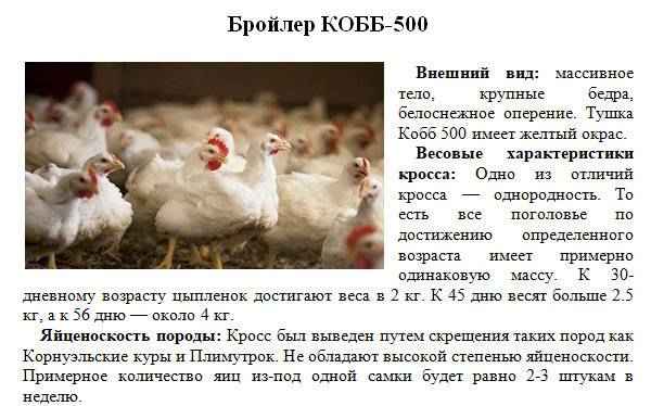 Порода кур КОББ-500: описание, особенности содержания и ухода