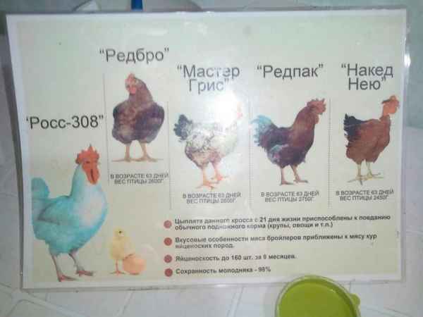 Бройлеры РОСС-308: хаpaктеристика и описание породы, содержание и уход
