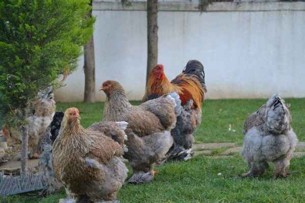 Брама порода кур: описание, уход и кормление